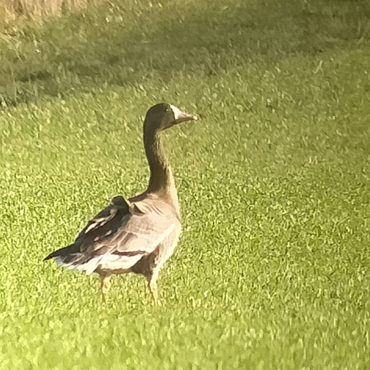 Greater White-fronted Goose (Eurasian) - ML646840344
