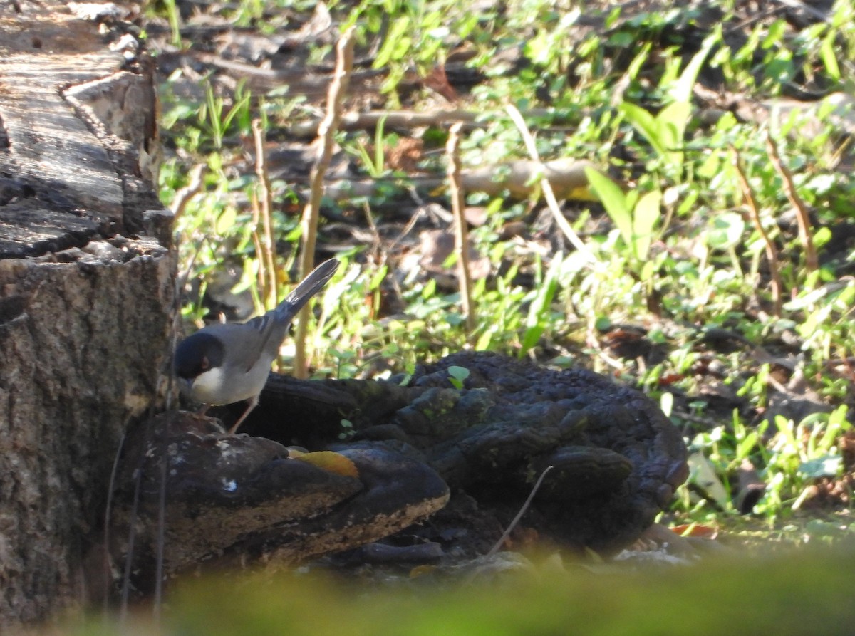 Sardinian Warbler - ML646840345