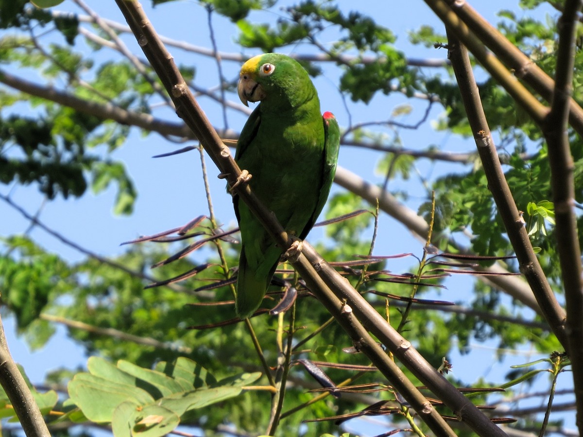 Amazone à front jaune - ML646840346