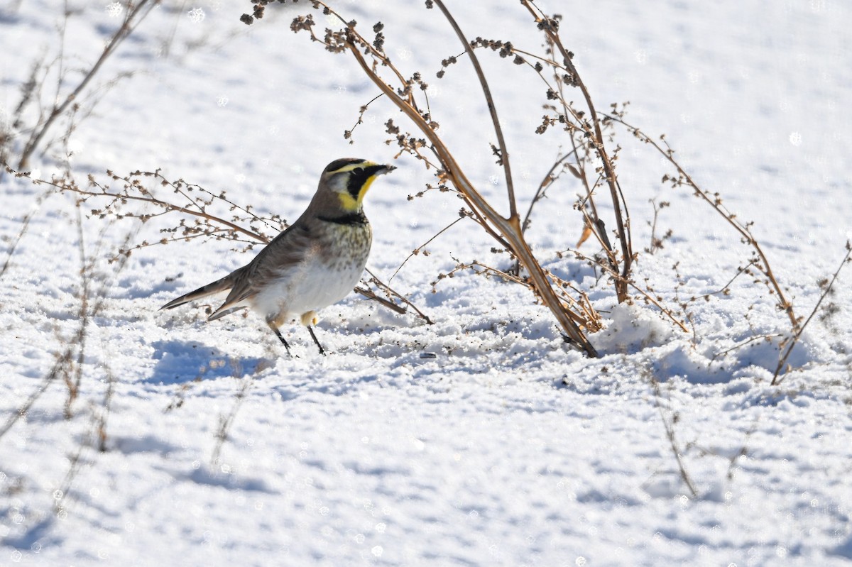 Жайворонок рогатий - ML646840348