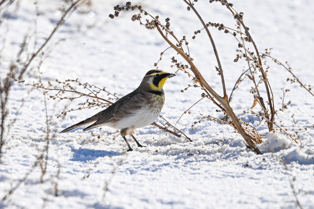 Жайворонок рогатий - ML646840349