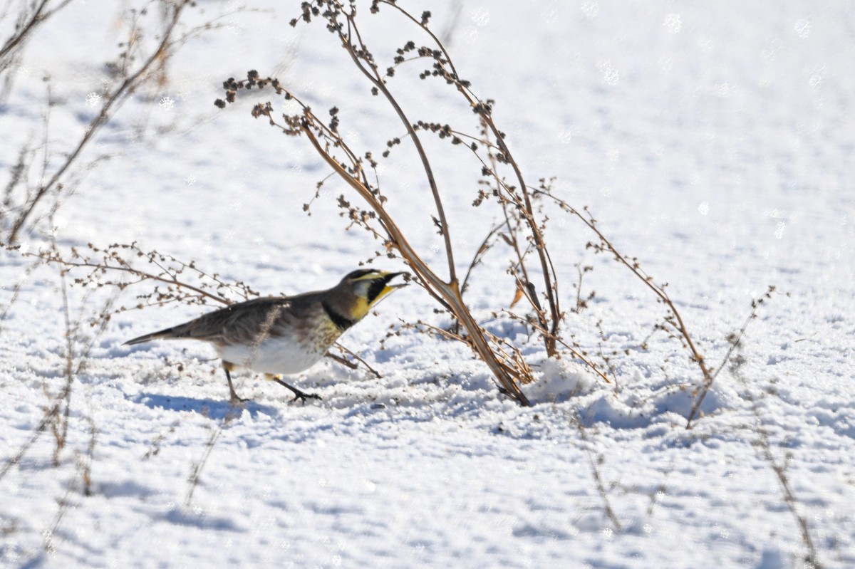 Жайворонок рогатий - ML646840350