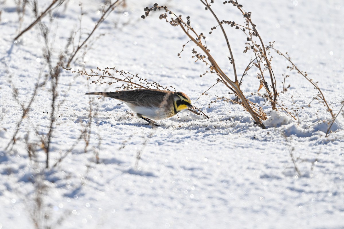 Жайворонок рогатий - ML646840351