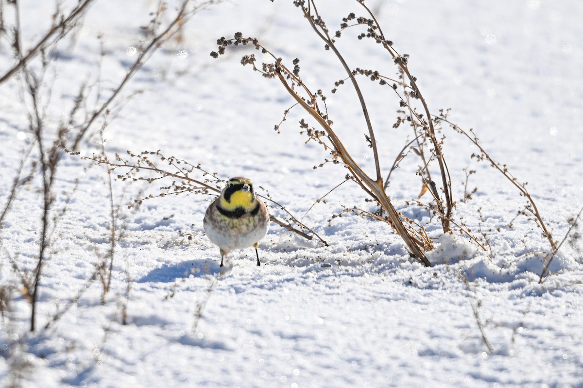 Жайворонок рогатий - ML646840352