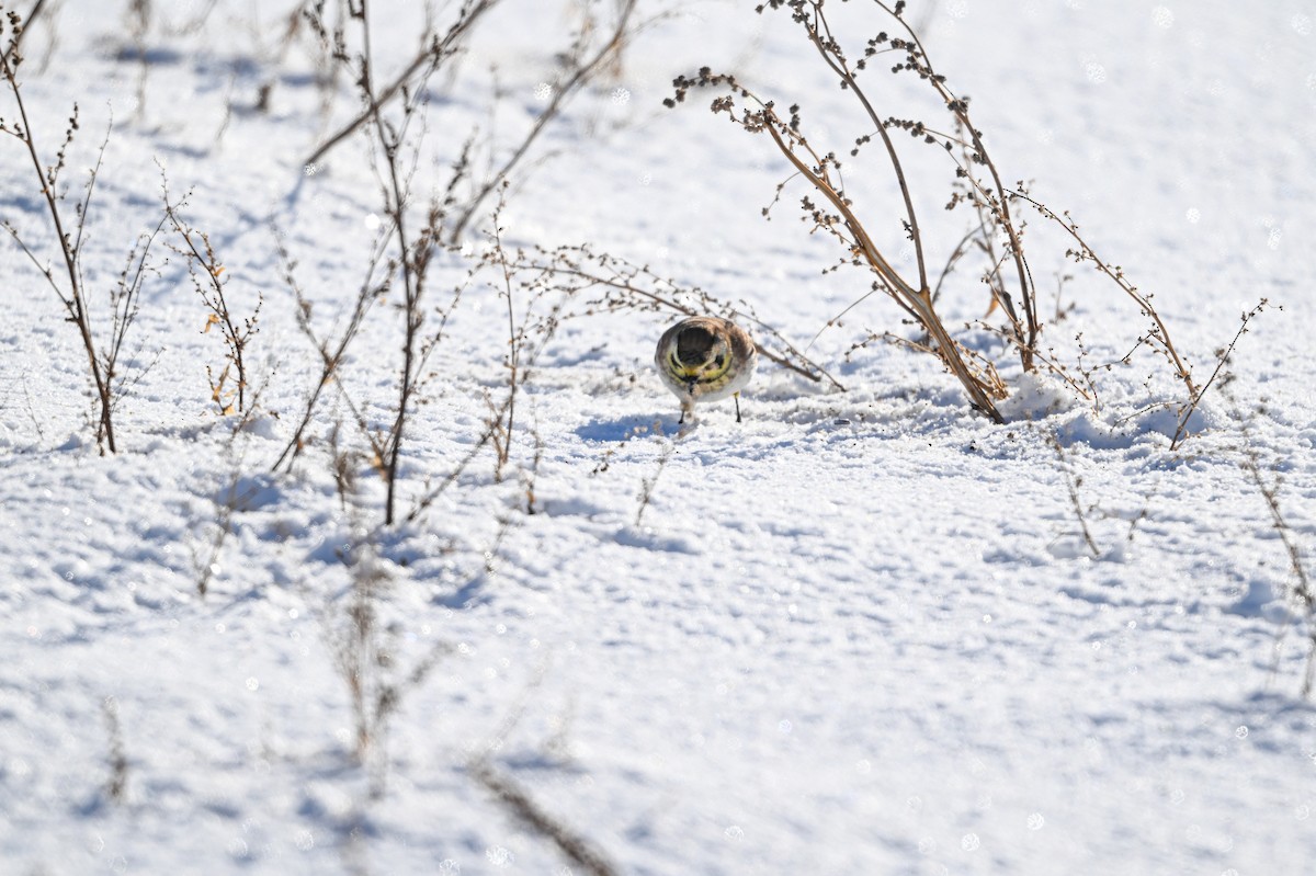Жайворонок рогатий - ML646840353