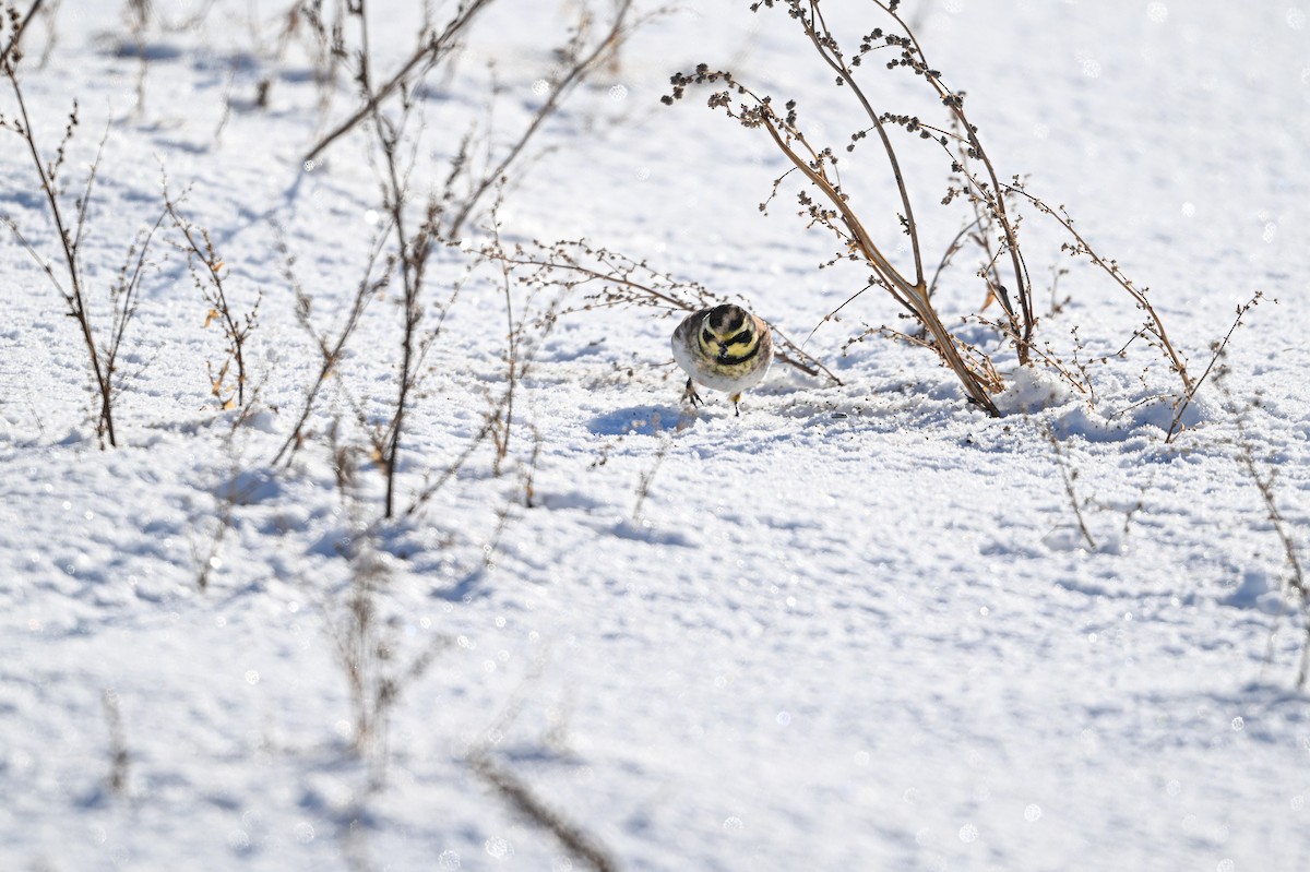 Жайворонок рогатий - ML646840354