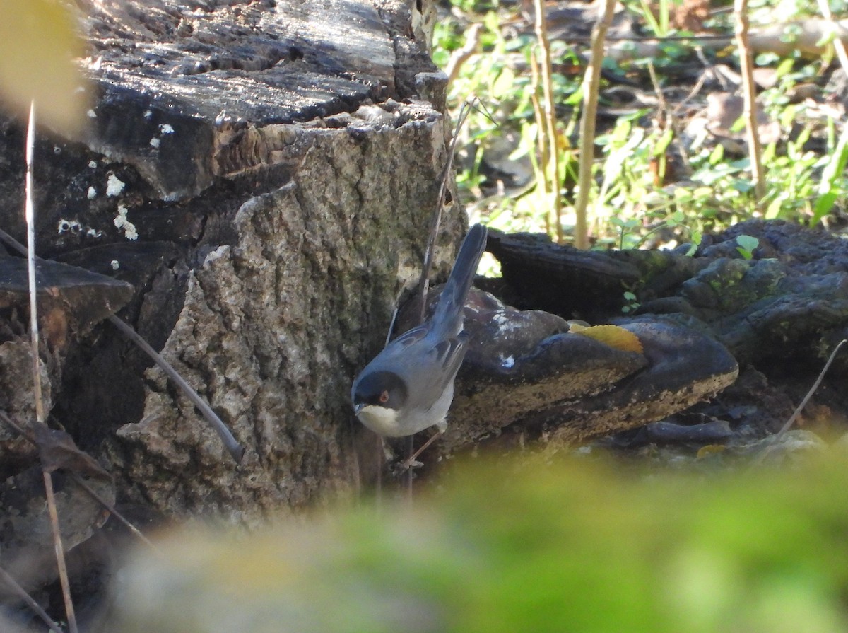 Sardinian Warbler - ML646840355