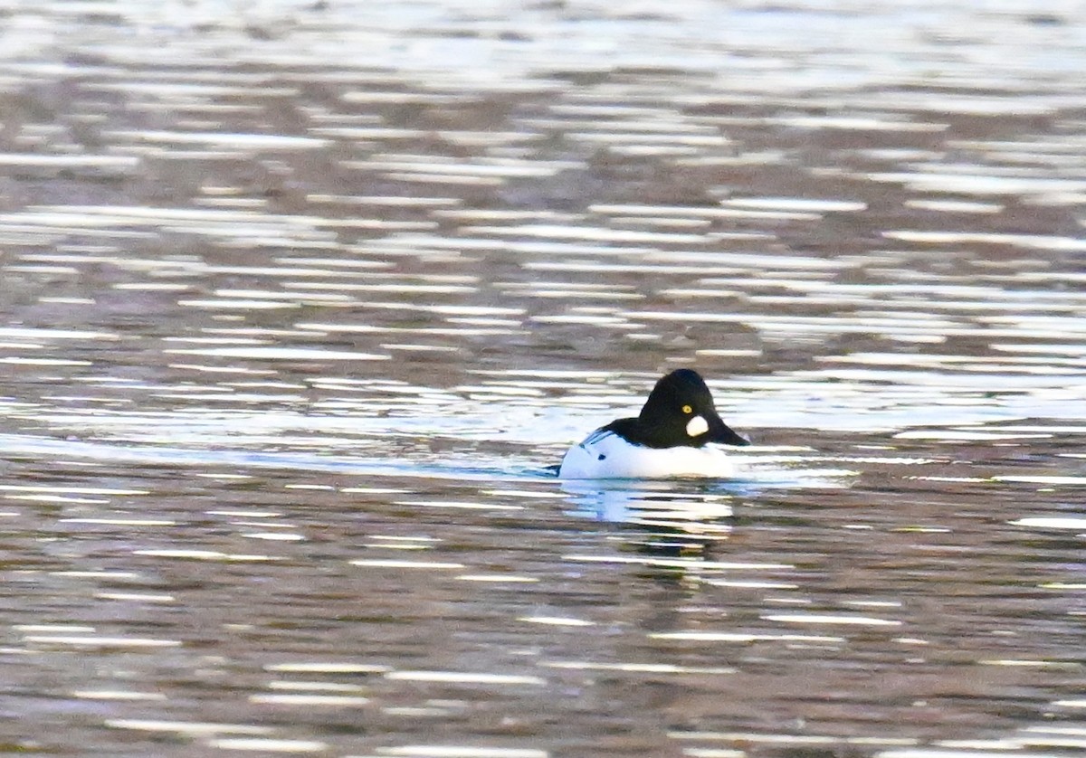 Common Goldeneye - ML646840356