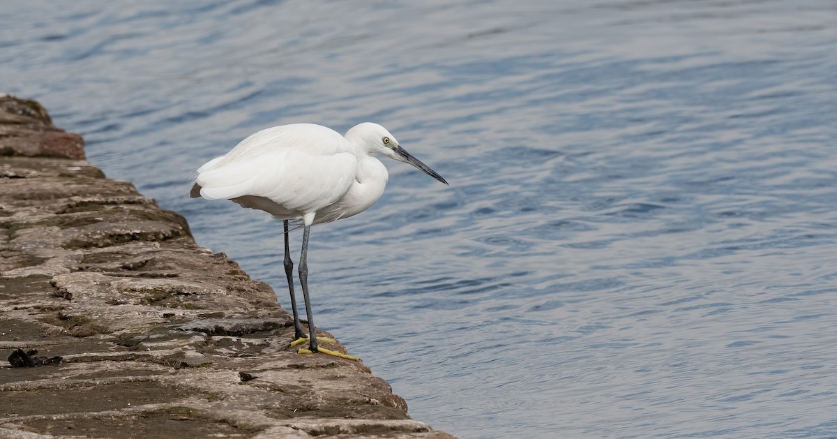 Little Egret (Western) - ML646840357