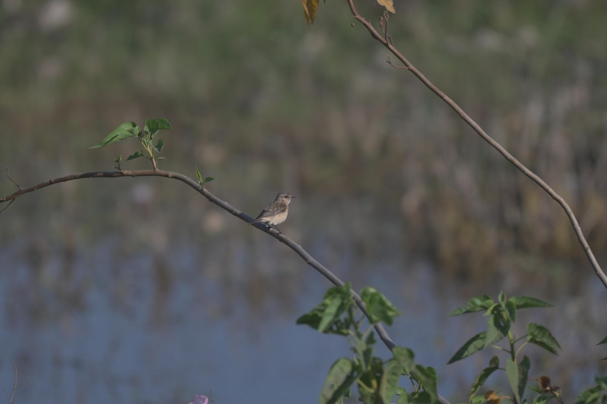 Siberian Stonechat - ML646840358