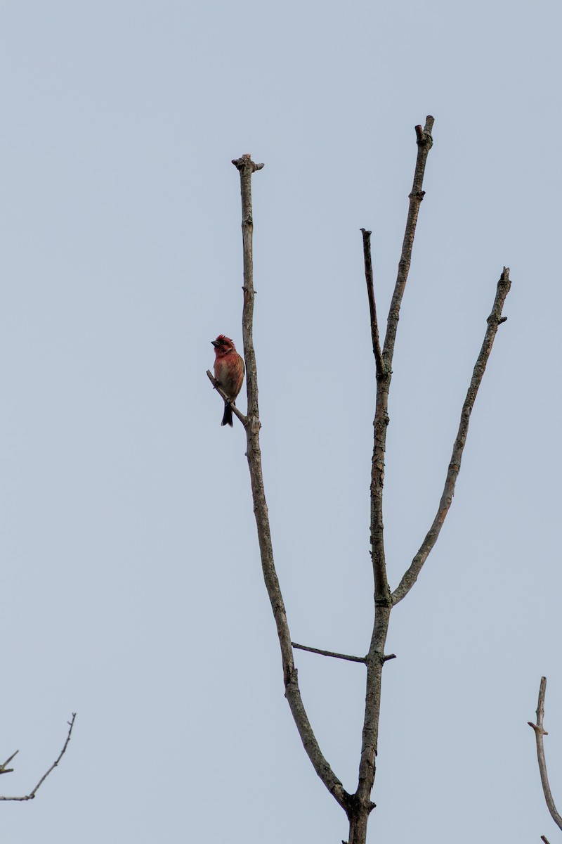 Purple Finch - ML646840360