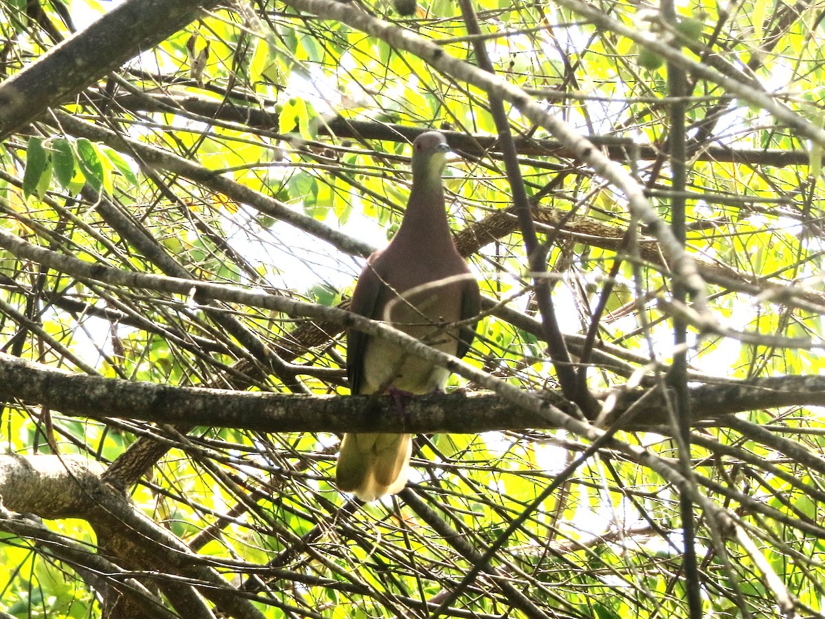 Pale-vented Pigeon - ML646840362