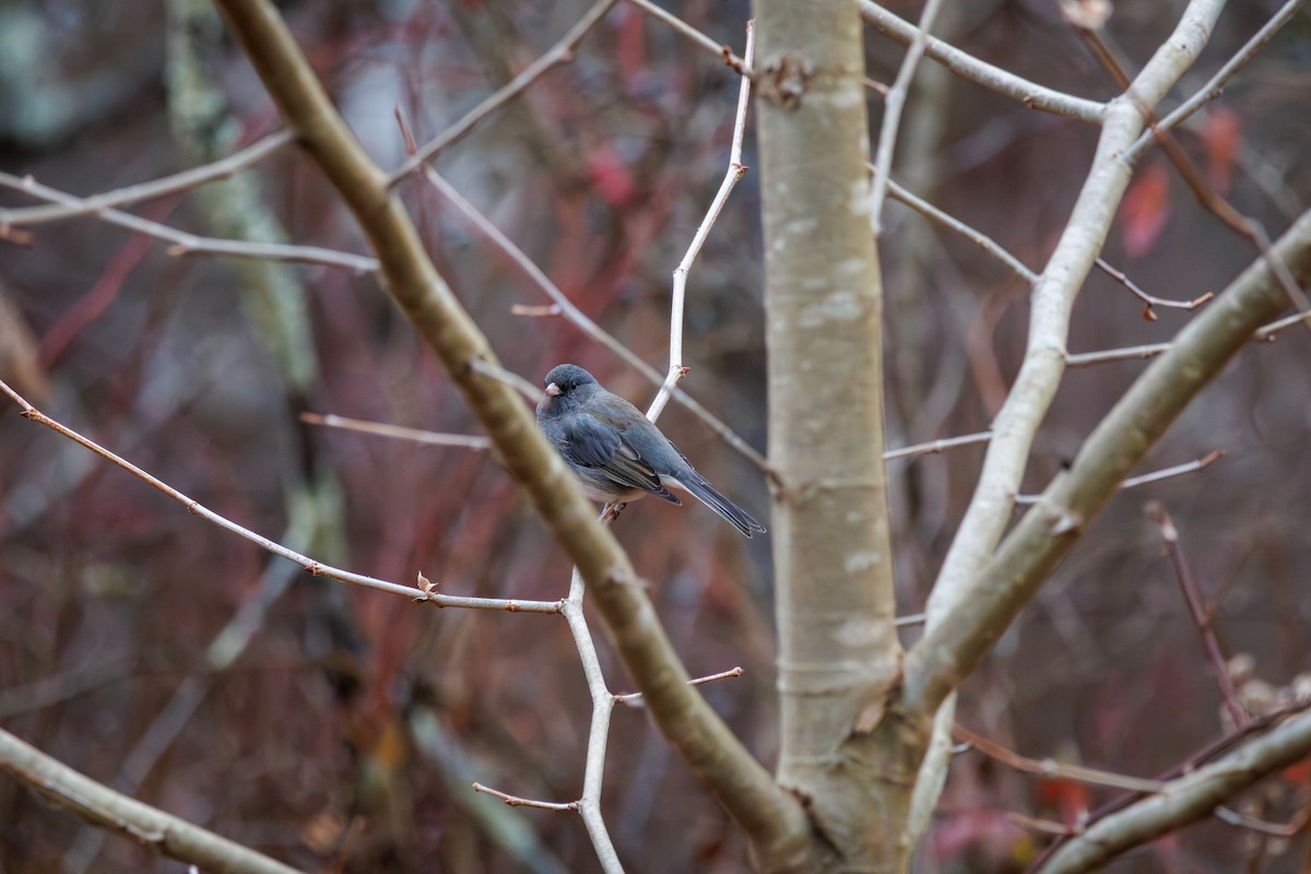 ユキヒメドリ - ML646840365