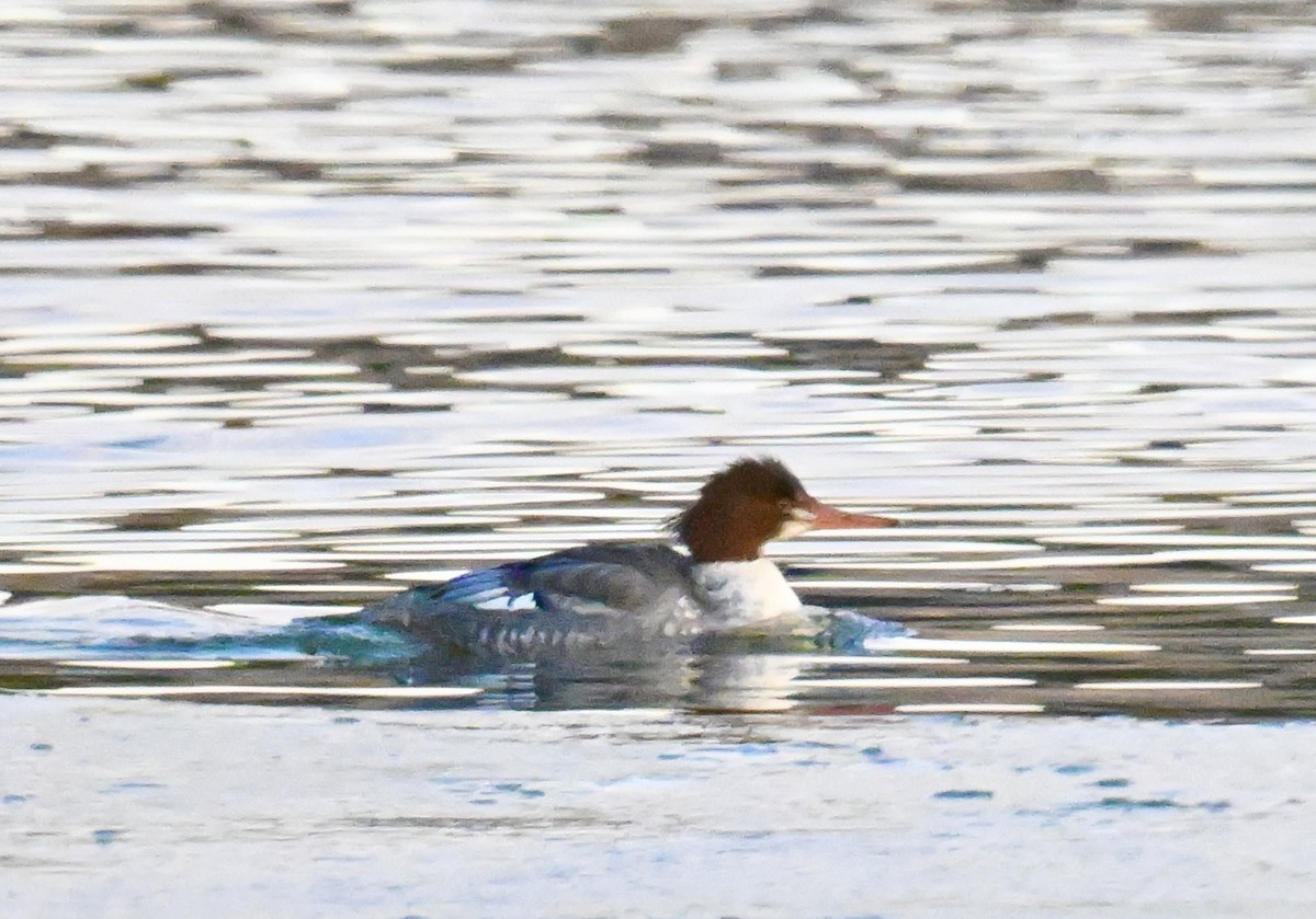 Common Merganser - ML646840366
