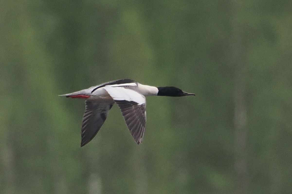 Common Merganser - ML646840369