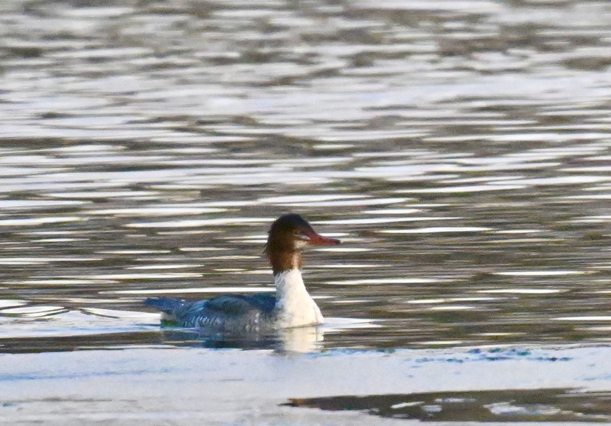 Common Merganser - ML646840370