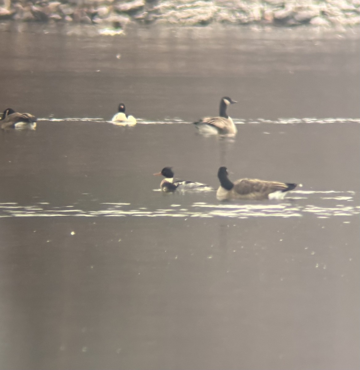 Red-breasted Merganser - ML646840371