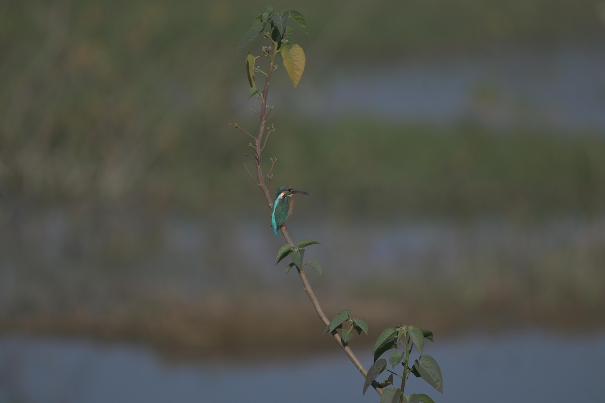 Common Kingfisher - ML646840372