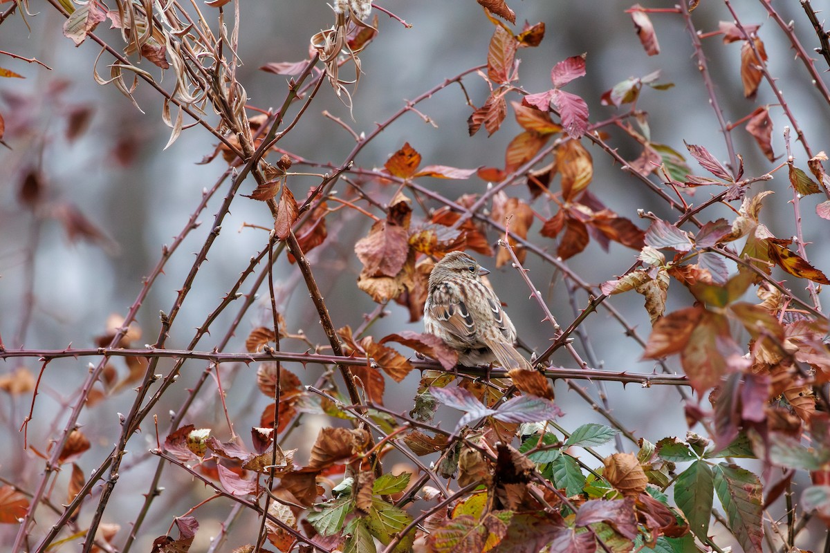 Song Sparrow - ML646840373