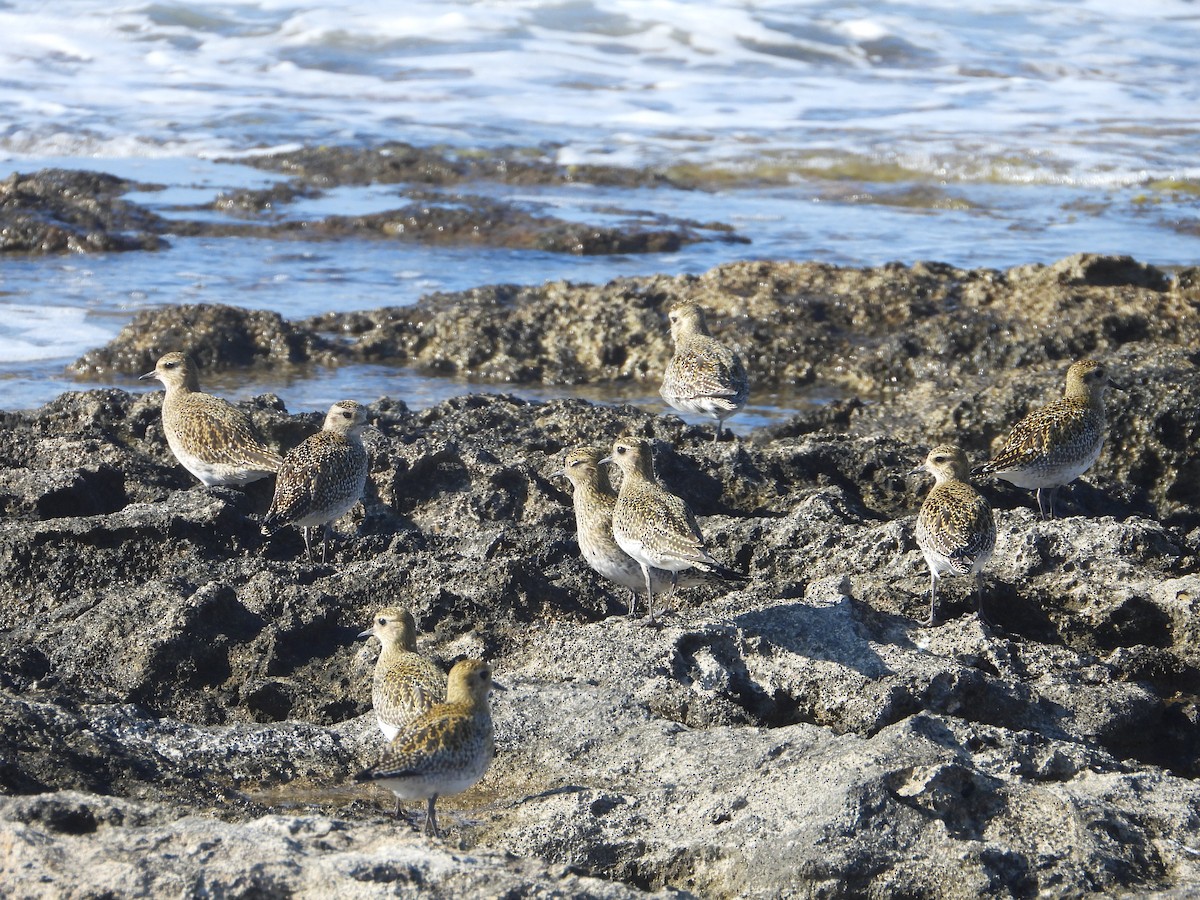 Сивка звичайна - ML646840374