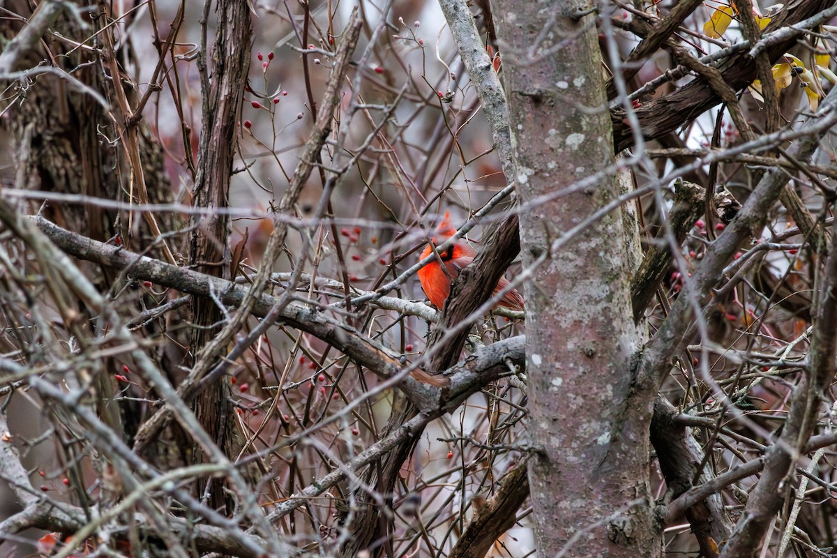 Northern Cardinal - ML646840376