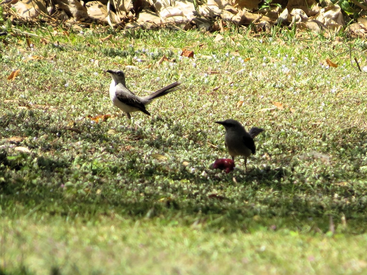 Tropical Mockingbird - ML646840377