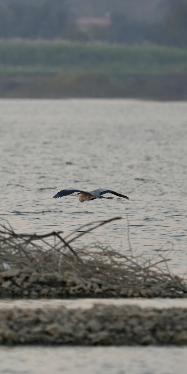 Gray Heron - ML646840378