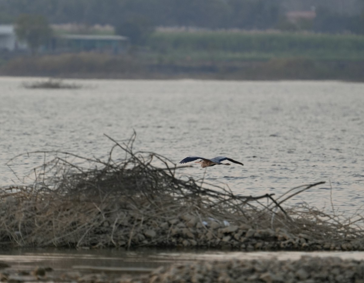 Gray Heron - ML646840379