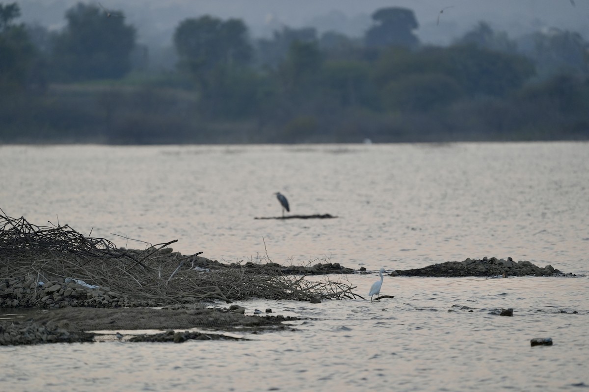 Gray Heron - ML646840380