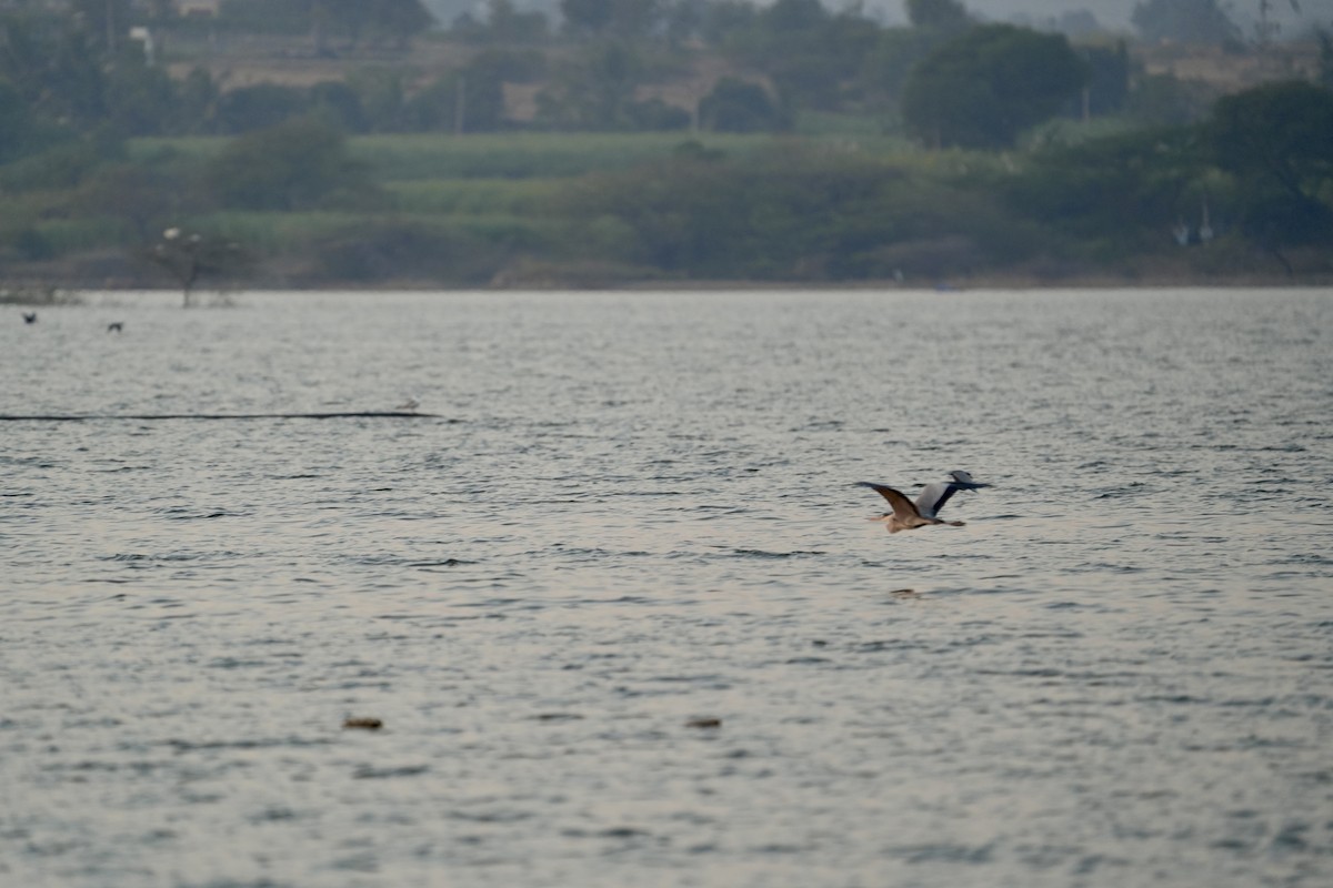 Gray Heron - ML646840381