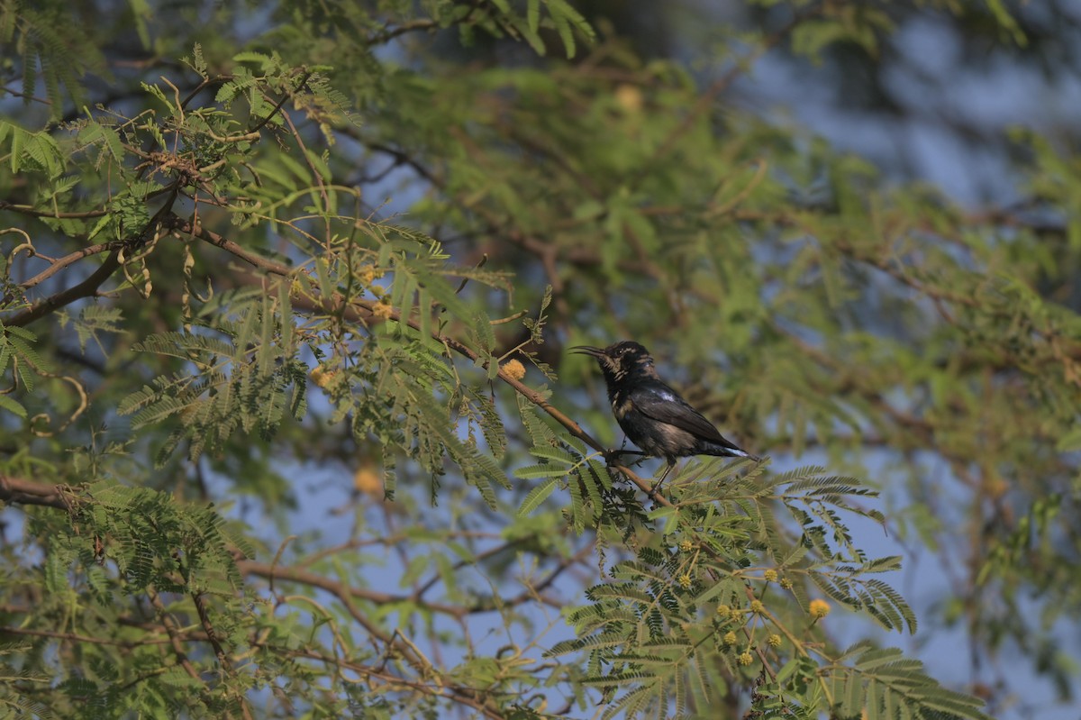 Purple Sunbird - ML646840382