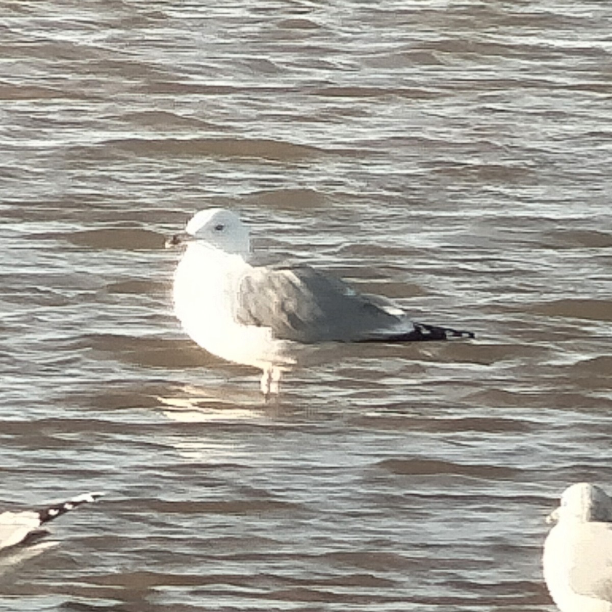 Caspian Gull - ML646840383