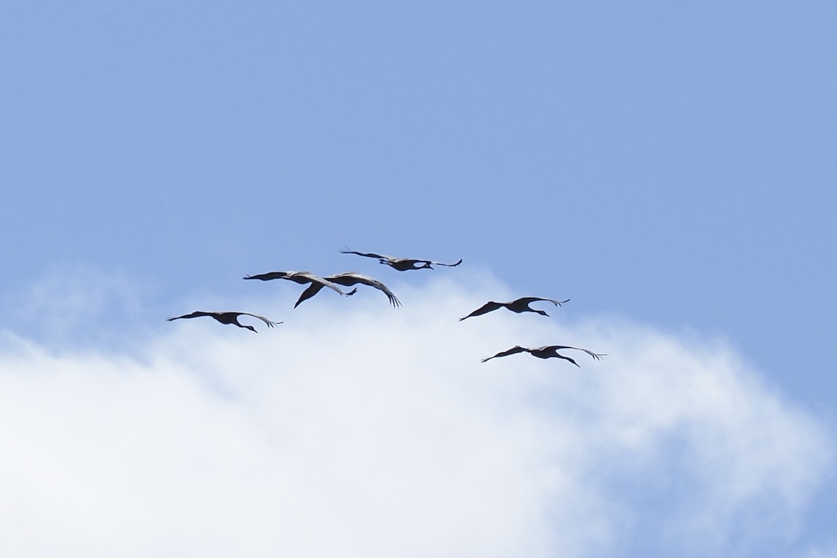 Common Crane - ML646840384