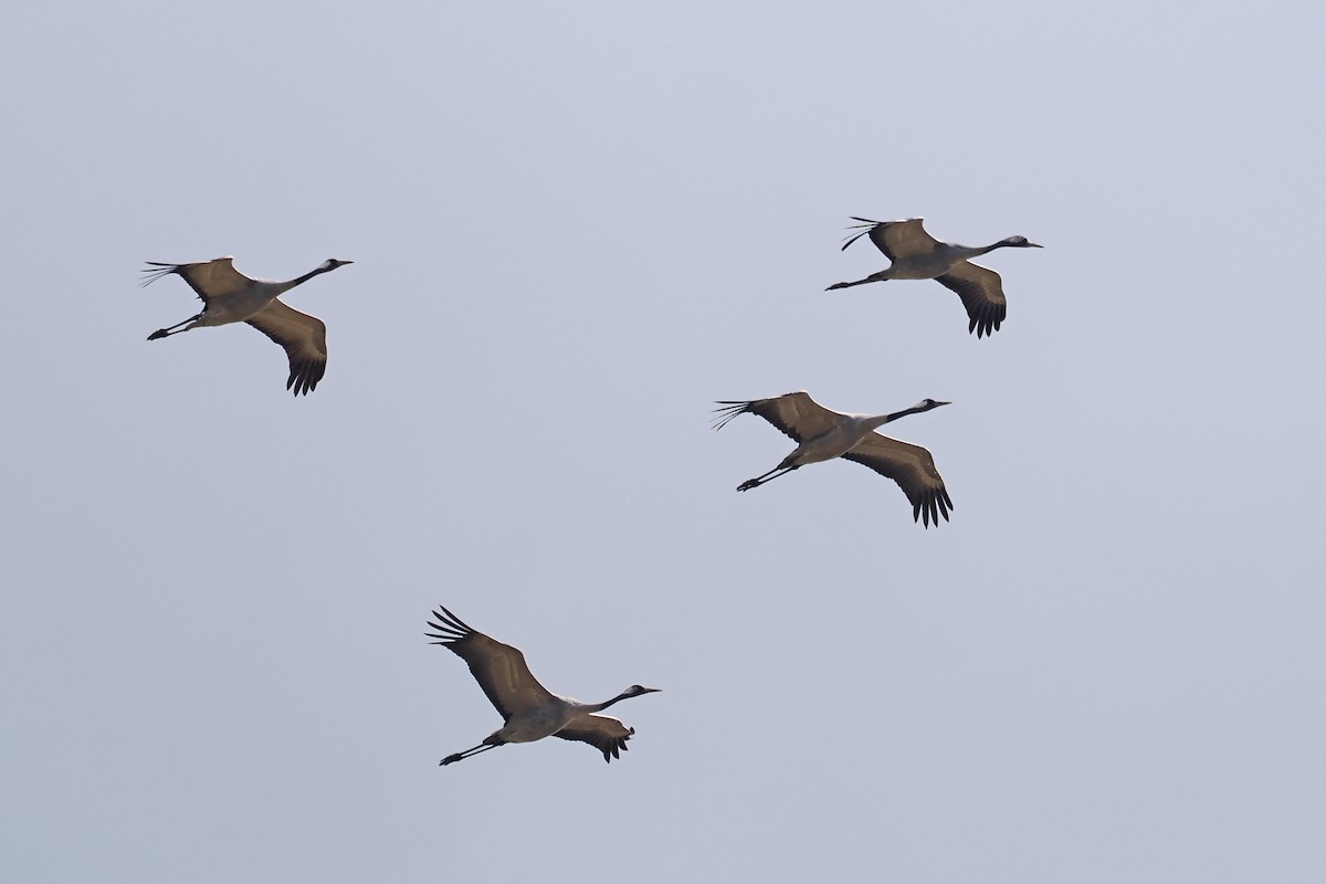 Common Crane - ML646840385