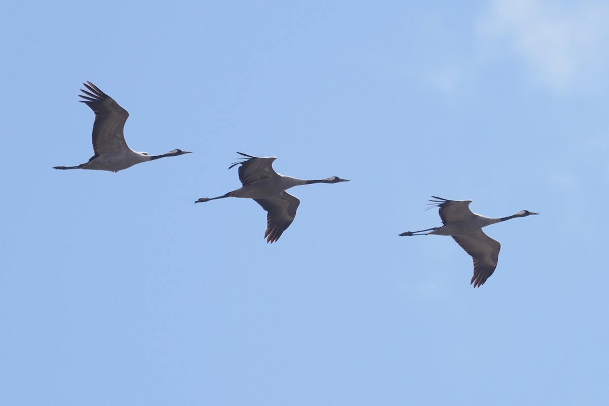 Common Crane - ML646840387