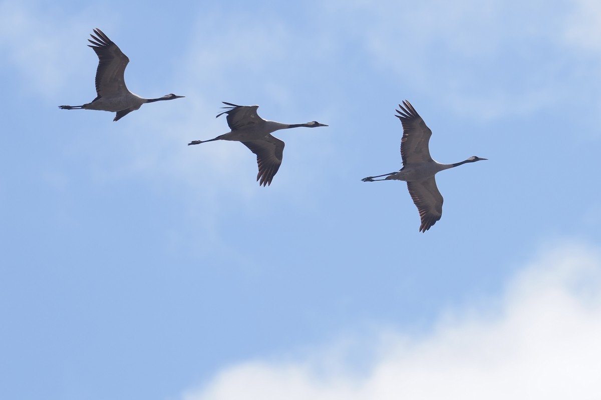 Common Crane - ML646840388