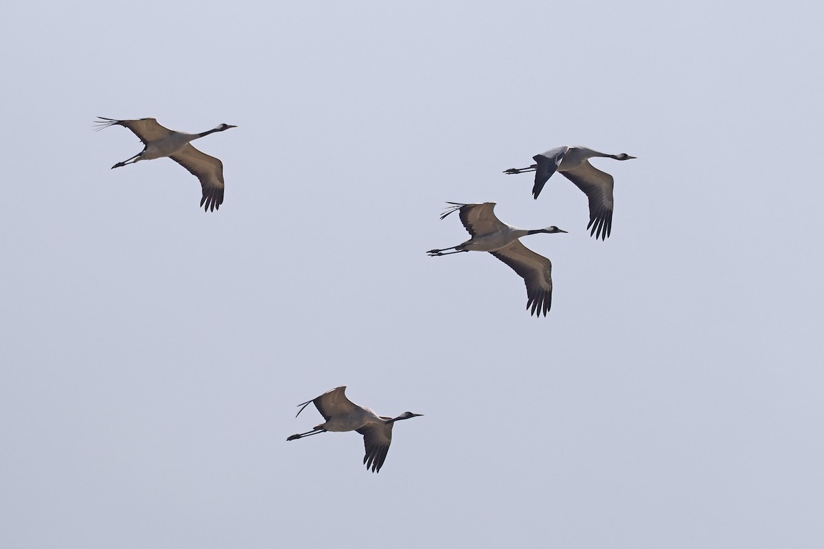 Common Crane - ML646840389