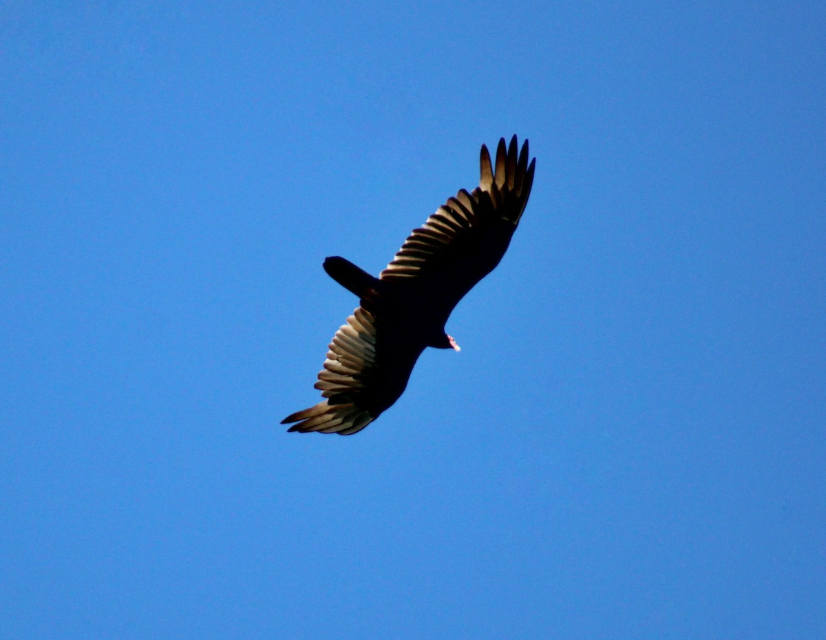 Turkey Vulture - ML646840390