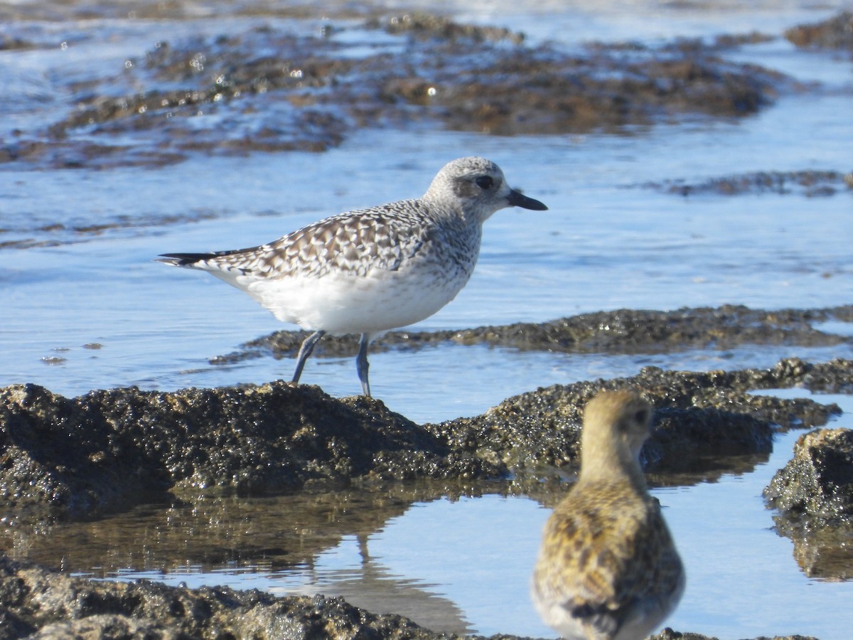 tundralo - ML646840392