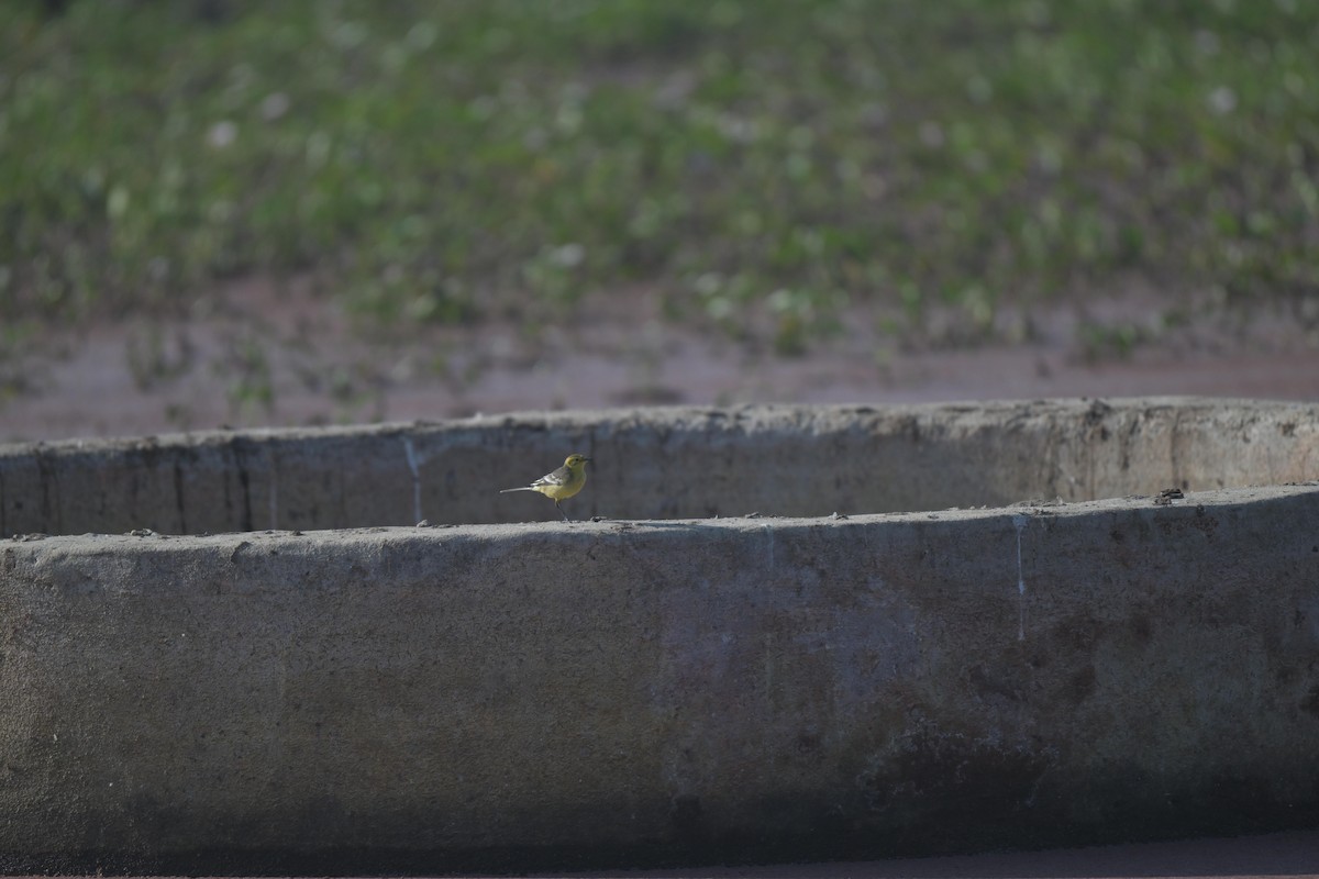 黃頭鶺鴒 - ML646840393