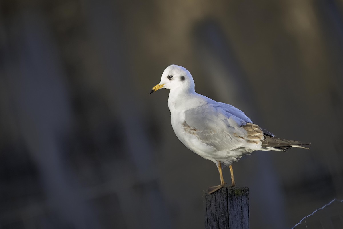 Black-headed Gull - ML646840394