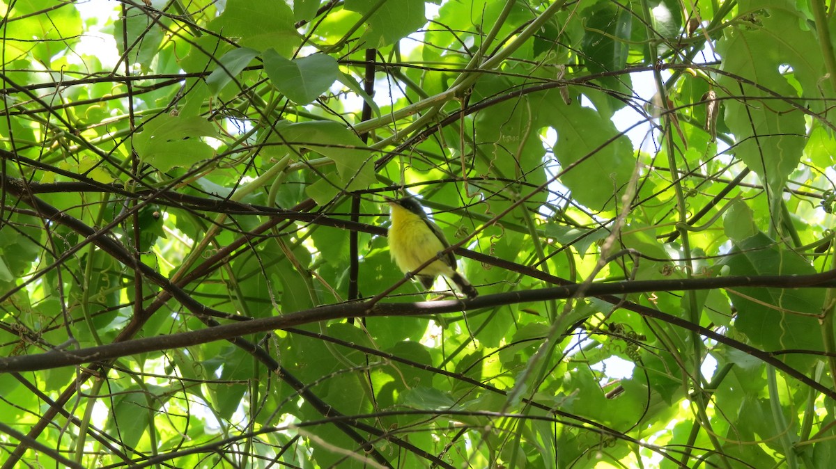 Common Tody-Flycatcher - ML646840396