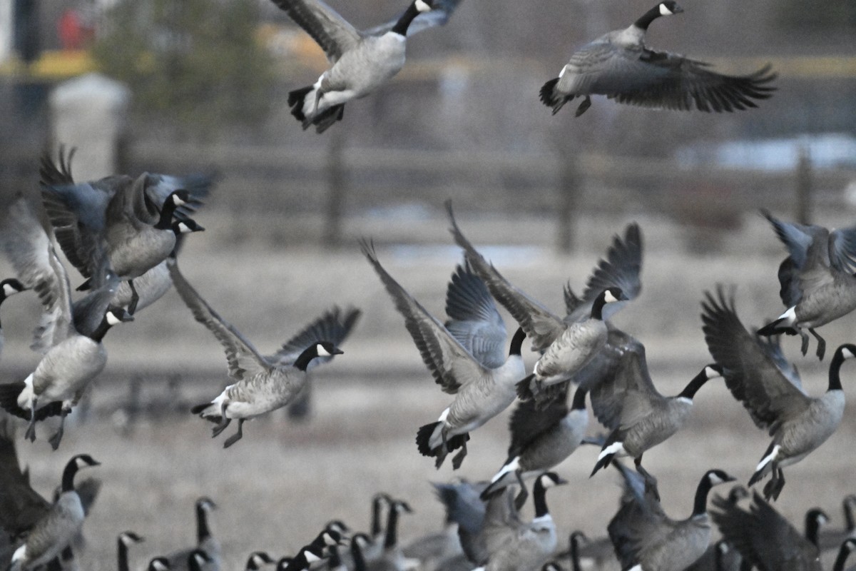 Cackling Goose - ML646840397