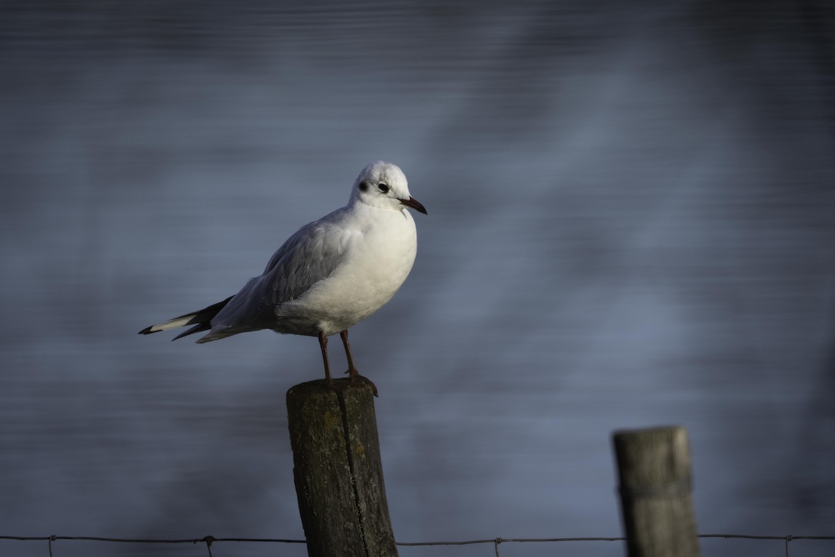 Black-headed Gull - ML646840398