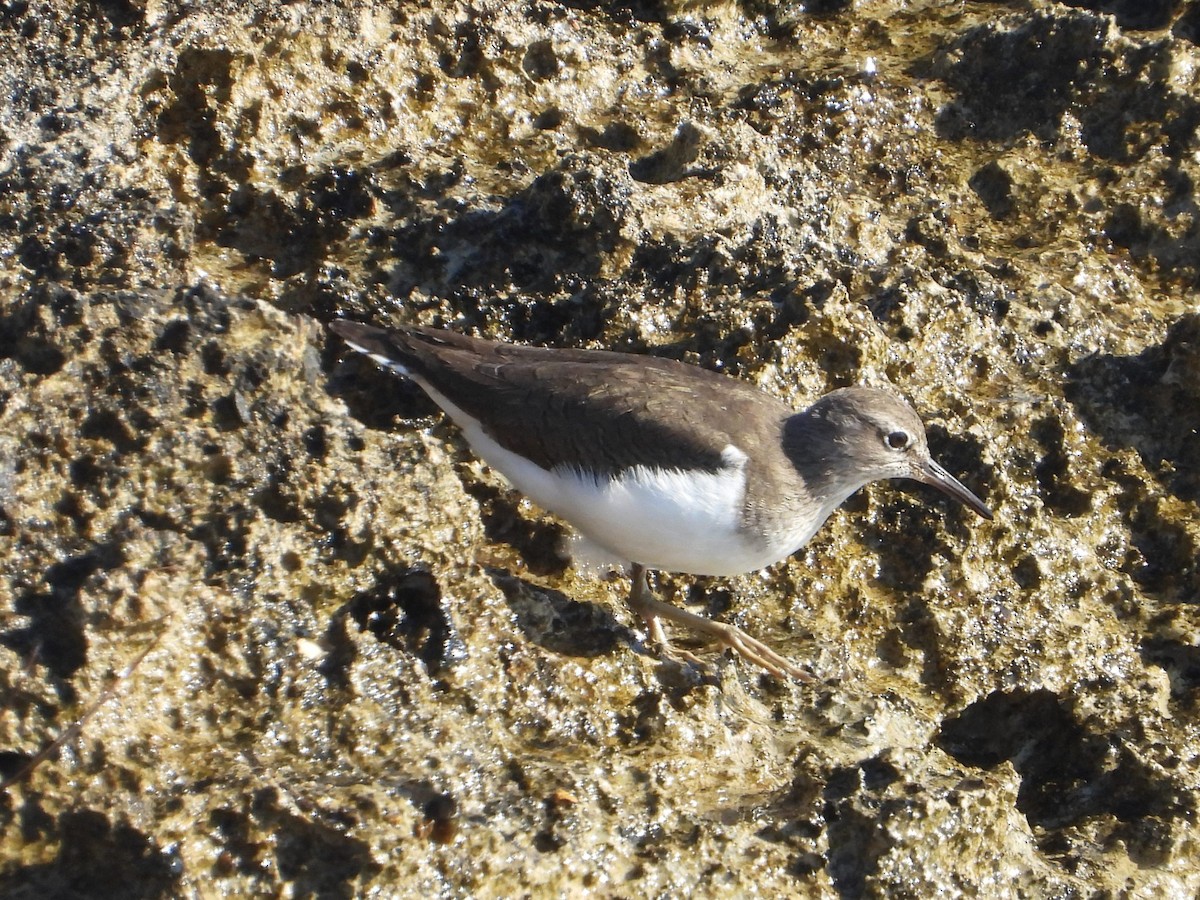 strandsnipe - ML646840401