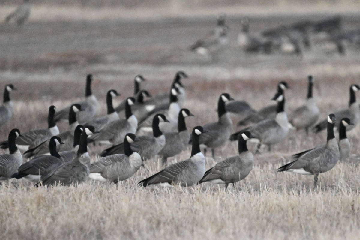 Cackling Goose - ML646840412