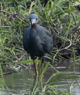 Slaty Egret - ML646840413
