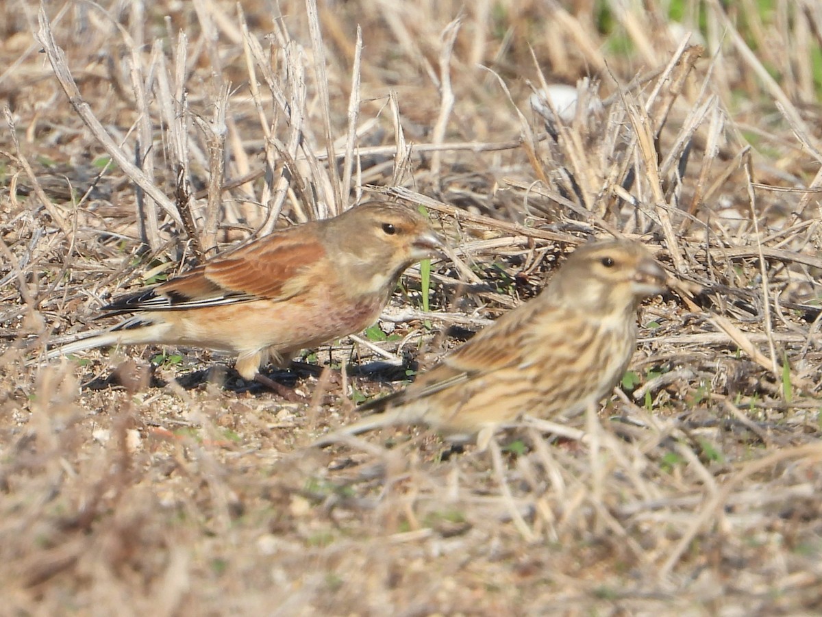 tornirisk - ML646840415