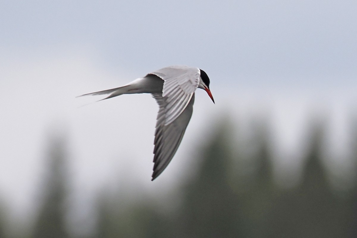 Common Tern - ML646840416