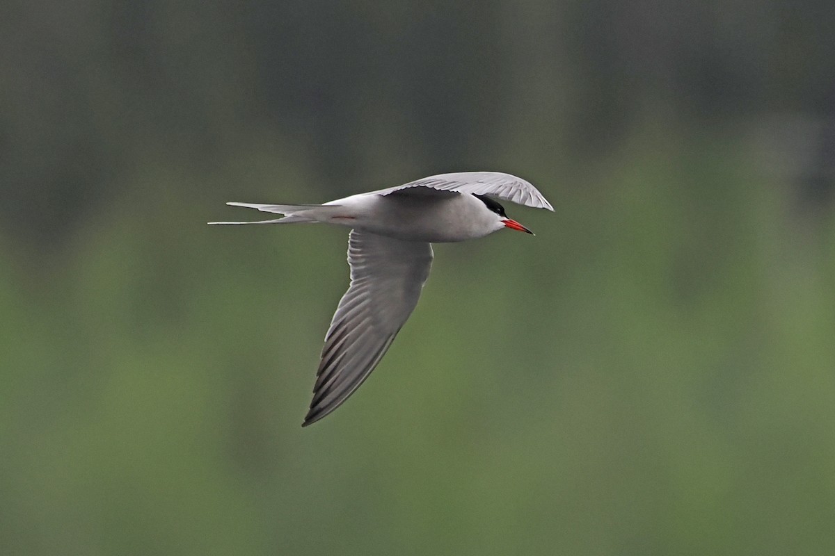 Common Tern - ML646840417